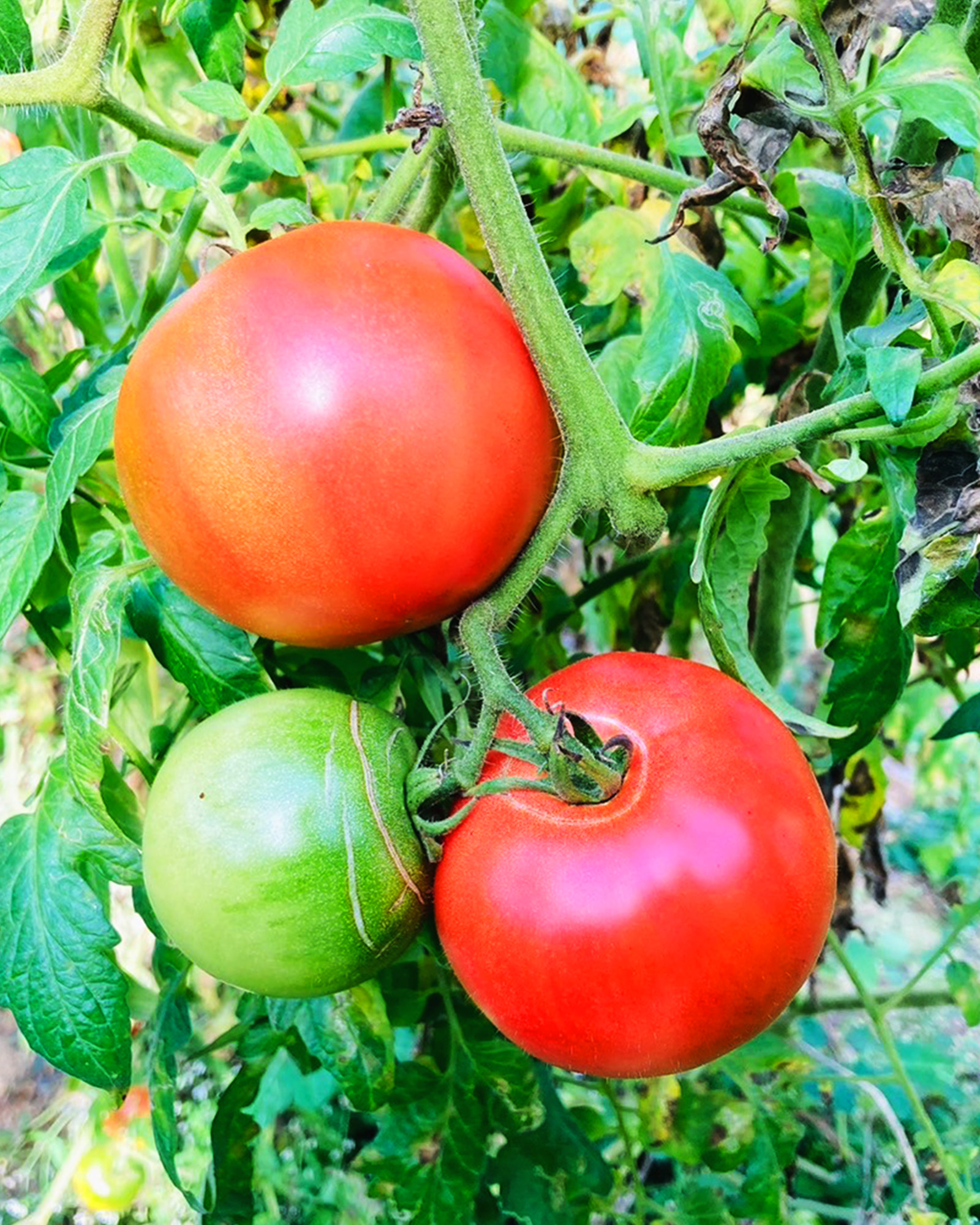 当園のトマト